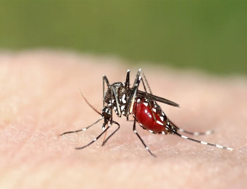 Tác hại của côn trùng- dịch vụ phun thuốc muỗi tại Thanh Hóa